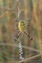 Wasp spider (Argiope bruennichi), female in web, North Rhine-Westphalia, Germany