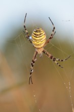 Wasp spider (Argiope bruennichi), female in web, North Rhine-Westphalia, Germany