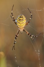 Wasp spider (Argiope bruennichi), female in web, North Rhine-Westphalia, Germany