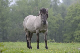 Tail horse (Equus ferus ferus caballus, Equus przewalskii ferus caballus) in a meadow, North