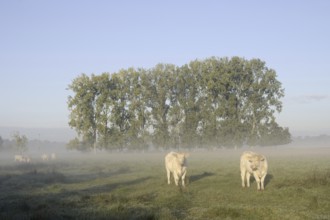 Charolais Cattle (Bos primigenius taurus) on a pasture with morning mist, North Rhine-Westphalia,