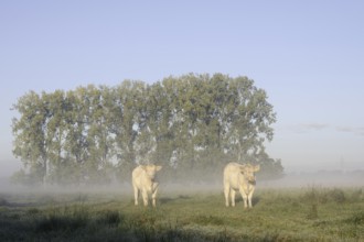 Charolais Cattle (Bos primigenius taurus) on a pasture with morning mist, North Rhine-Westphalia,