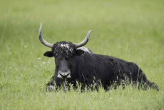 House yak (Bos mutus f. grunniens), North Rhine-Westphalia, Germany