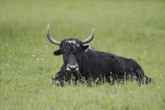 House yak (Bos mutus f. grunniens), North Rhine-Westphalia, Germany