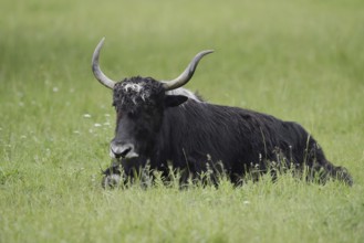 House yak (Bos mutus f. grunniens), North Rhine-Westphalia, Germany