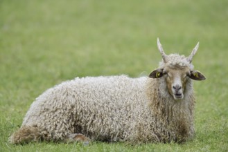 Racket sheep (Ovis aries strepsiceros Hungaricus), North Rhine-Westphalia, Germany