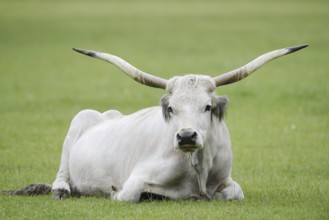 Hungarian Grey Cattle or Hungarian Grey Cattle (Bos primigenius f. taurus), cow, Hungary