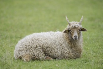 Racket sheep (Ovis aries strepsiceros Hungaricus), North Rhine-Westphalia, Germany