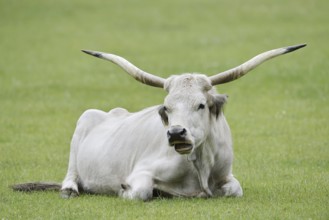 Hungarian Grey Cattle or Hungarian Grey Cattle (Bos primigenius f. taurus), cow, Hungary