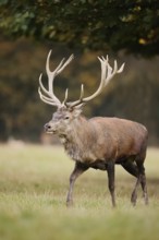 Red deer (Cervus elaphus) in the rutting season, North Rhine-Westphalia, Germany