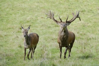 Red deer (Cervus elaphus), stag and doe in the rut, North Rhine-Westphalia, Germany