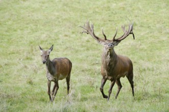 Red deer (Cervus elaphus), stag and doe in the rut, North Rhine-Westphalia, Germany