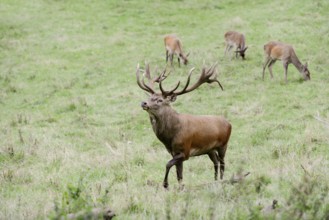 Red deer (Cervus elaphus) with female in the rutting season, North Rhine-Westphalia, Germany