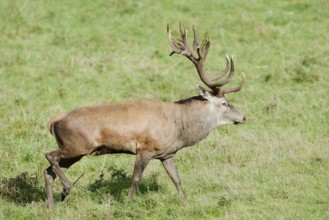 Red deer (Cervus elaphus) in the rutting season, North Rhine-Westphalia, Germany
