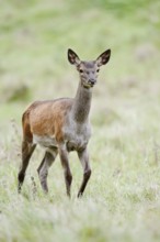 Red deer (Cervus elaphus), doe, North Rhine-Westphalia, Germany
