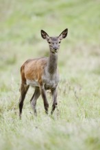 Red deer (Cervus elaphus), doe, North Rhine-Westphalia, Germany