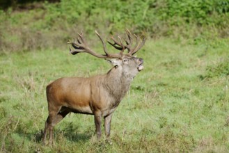 Red deer (Cervus elaphus) roaring in the rutting season, North Rhine-Westphalia, Germany