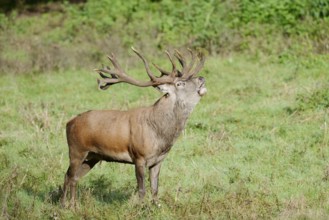 Red deer (Cervus elaphus) roaring in the rutting season, North Rhine-Westphalia, Germany