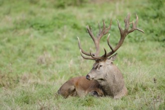 Red deer (Cervus elaphus) in the rutting season, North Rhine-Westphalia, Germany