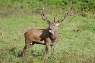 Red deer (Cervus elaphus) roaring in the rutting season, North Rhine-Westphalia, Germany