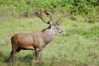 Red deer (Cervus elaphus) in the rutting season, North Rhine-Westphalia, Germany