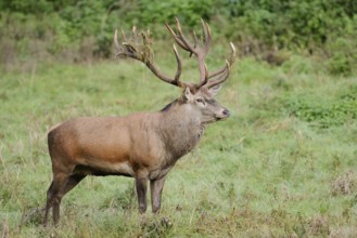 Red deer (Cervus elaphus) in the rutting season, North Rhine-Westphalia, Germany