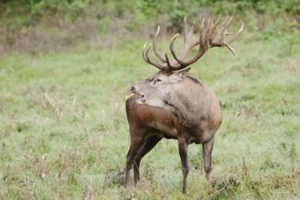 Red deer (Cervus elaphus) roaring in the rutting season, North Rhine-Westphalia, Germany