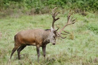 Red deer (Cervus elaphus) forked in a meadow during the rutting season, North Rhine-Westphalia,