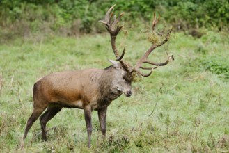 Red deer (Cervus elaphus) forked in a meadow during the rutting season, North Rhine-Westphalia,