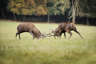 Red deer (Cervus elaphus), stags fighting in the rutting season, North Rhine-Westphalia, Germany