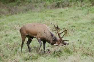 Red deer (Cervus elaphus) forked in a meadow during the rutting season, North Rhine-Westphalia,