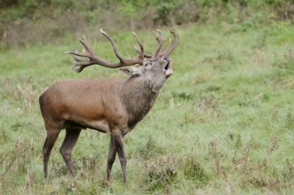 Red deer (Cervus elaphus) roaring in the rutting season, North Rhine-Westphalia, Germany