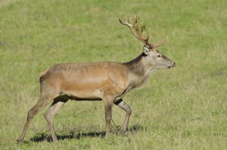 Red deer (Cervus elaphus), stag during the rutting season, North Rhine-Westphalia, Germany