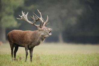 Red deer (Cervus elaphus) roaring in the rutting season, North Rhine-Westphalia, Germany