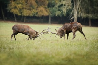 Red deer (Cervus elaphus), stags fighting in the rutting season, North Rhine-Westphalia, Germany