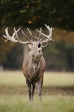 Red deer (Cervus elaphus) roaring in the rutting season, North Rhine-Westphalia, Germany