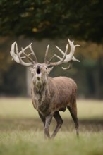 Red deer (Cervus elaphus) roaring in the rutting season, North Rhine-Westphalia, Germany