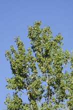 Trembling poplar or aspen (Populus tremula), North Rhine-Westphalia, Germany