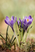 Crocuses (Crocus spec.), flowers, North Rhine-Westphalia, Germany