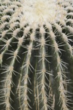 Golden ball cactus, mother-in-law's chair or mother-in-law's chair (Echinocactus grusonii), thorns,