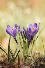 Crocuses (Crocus spec.), flowers, North Rhine-Westphalia, Germany