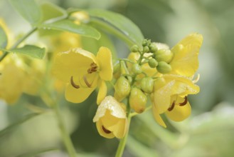 Spice bark or Argentine senna (Senna corymbosa, Cassia corymbosa), flowers, North Rhine-Westphalia,