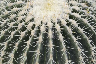 Golden ball cactus, mother-in-law's chair or mother-in-law's chair (Echinocactus grusonii), thorns,