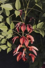 Caribbean coral shrub (Cockspur Coral Tree), branch with flowers, found in South America