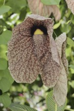 Giant pipeflower or giant pipevine (Aristolochia gigantea, Aristolochia sylvicola), flower, native