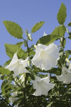 Angel's trumpet (Brugmansia arborea), flowers, ornamental plant, North Rhine-Westphalia, Germany