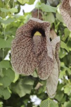 Giant pipeflower or giant pipevine (Aristolochia gigantea, Aristolochia sylvicola), flower, native