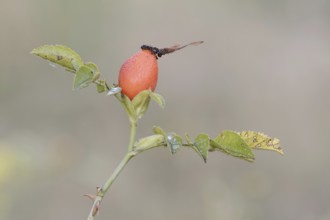 Dog rose (Rosa canina), branch with rose hip, North Rhine-Westphalia, Germany