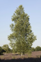 Silver birch (Betula pendula) in a flowering heath landscape, Westruper Heide, North