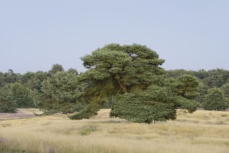 Scots pine (Pinus sylvestris) in heathland, Westruper Heide, North Rhine-Westphalia, Germany